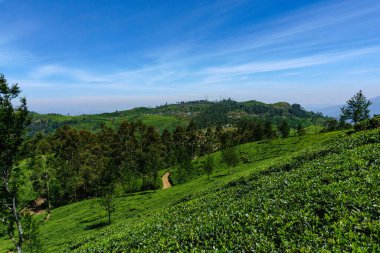 Nuwara Eliya 'daki güzel yamaçlarda çay yetişiyor.