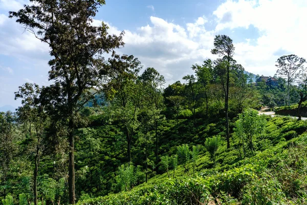 Tee Wächst Den Hängen Von Nuwara Eliya — Stockfoto