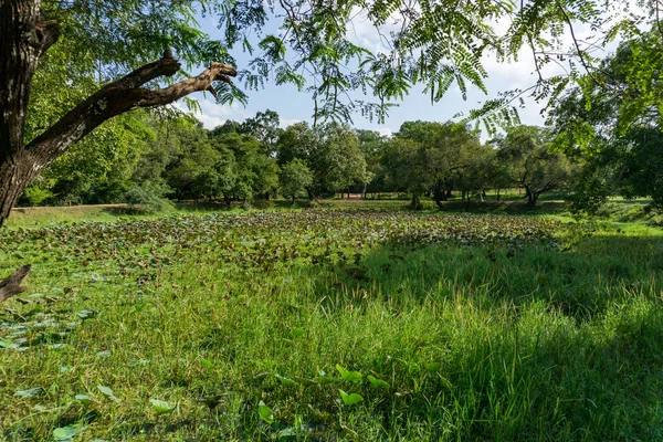 Vackert Grön Sommaräng Täckt Med Blommor — Stockfoto