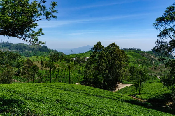 Τσάι Που Αναπτύσσεται Στις Όμορφες Πλαγιές Των Λόφων Στη Nuwara — Φωτογραφία Αρχείου