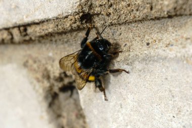 Duvarda oturan yaban arısı