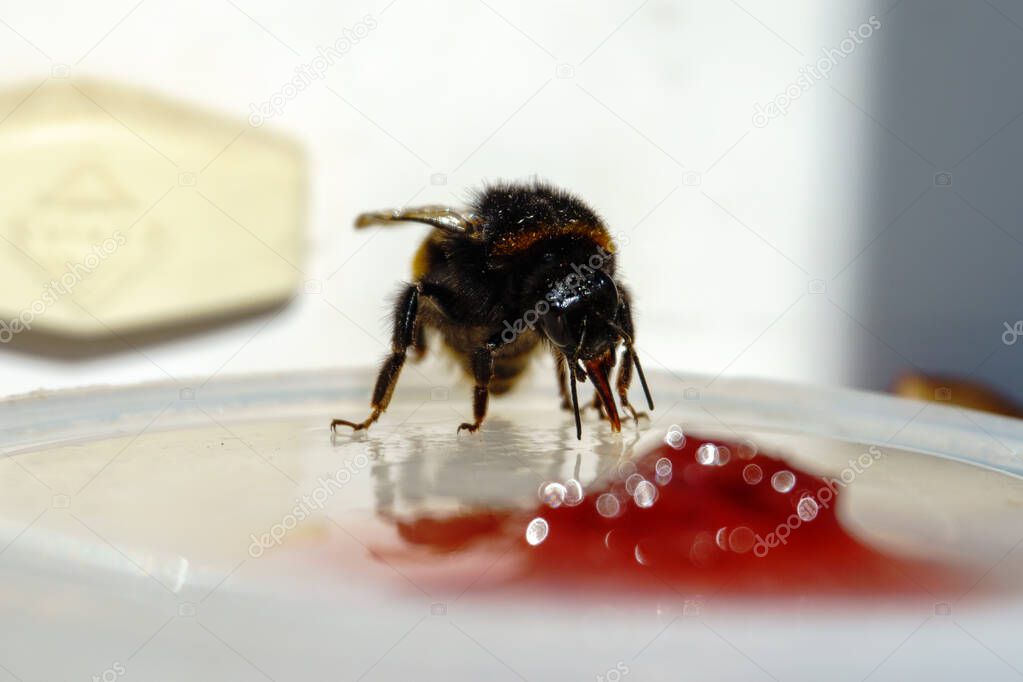 Bumblebee eating jam on the windowsill