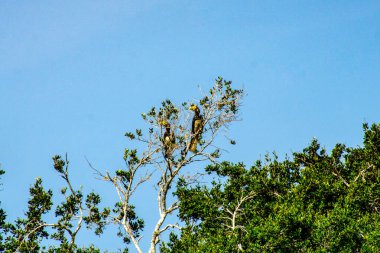 Boynuzlu kuşlar ağacın tepesinde