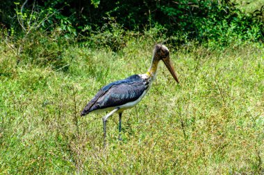 Çayır üzerindeki tropik leylek kuşu