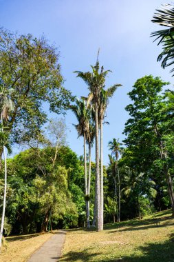 Peradeniya Kraliyet Botanik Bahçesi. Sri Lanka