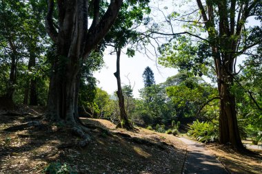 Peradeniya Kraliyet Botanik Bahçesi. Sri Lanka