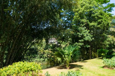 Peradeniya Kraliyet Botanik Bahçesi. Sri Lanka