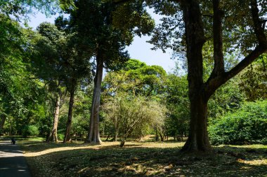 Peradeniya Kraliyet Botanik Bahçesi. Sri Lanka
