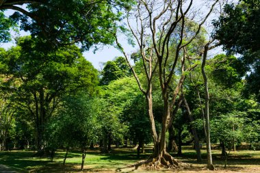Peradeniya Kraliyet Botanik Bahçesi. Sri Lanka