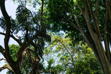 Peradeniya Kraliyet Botanik Bahçesi. Sri Lanka