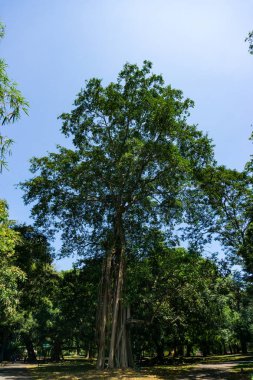 Peradeniya Kraliyet Botanik Bahçesi. Sri Lanka