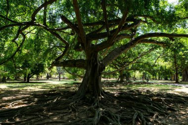 Peradeniya Kraliyet Botanik Bahçesi. Sri Lanka