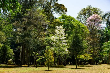 Peradeniya Kraliyet Botanik Bahçesi. Sri Lanka