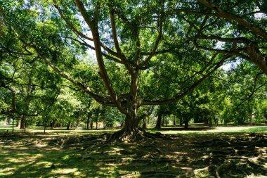 Peradeniya Kraliyet Botanik Bahçesi. Sri Lanka