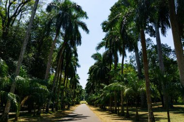 Peradeniya Kraliyet Botanik Bahçesi. Sri Lanka