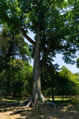 Peradeniya Kraliyet Botanik Bahçesi. Sri Lanka