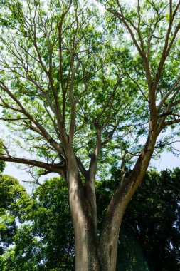 Peradeniya Kraliyet Botanik Bahçesi. Sri Lanka