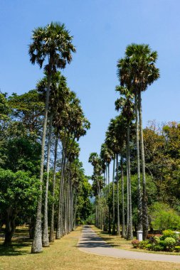 Peradeniya Kraliyet Botanik Bahçesi. Sri Lanka