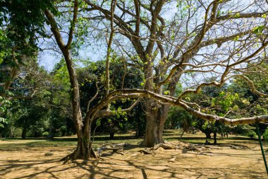Peradeniya Kraliyet Botanik Bahçesi. Sri Lanka