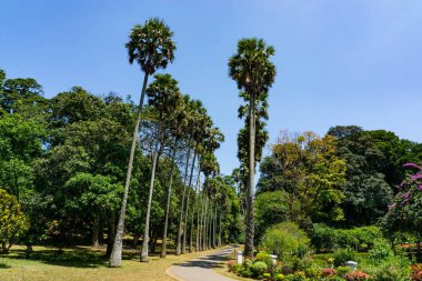 Peradeniya Kraliyet Botanik Bahçesi. Sri Lanka