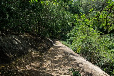 Tropikal ormanda yaz