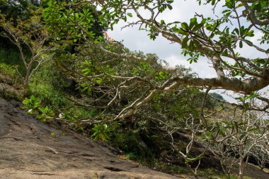 Tropikal ormanda yaz 