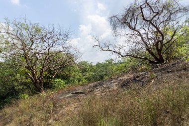 Tropikal ormanda yaz 