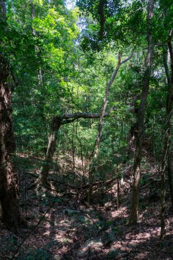 Tropikal ormanda yaz 