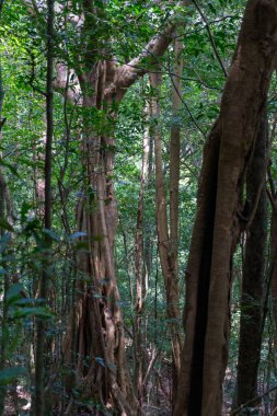 Tropikal ormanda yaz 