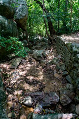 Tropikal ormanda yaz 