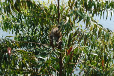 Sri Lanka 'nın komik maymunları