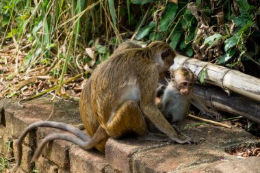 Sri Lanka 'nın komik maymunları