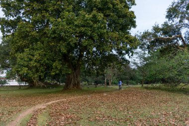 Parkta güneşli bir yaz günü