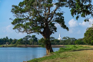 Parkta güneşli bir yaz günü