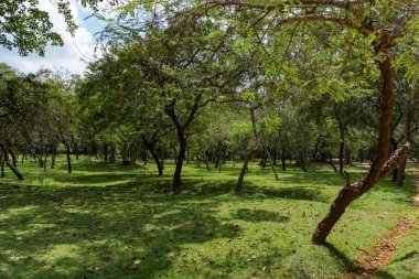 Parkta güneşli bir yaz günü