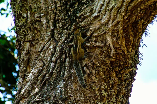 Pequeno Esquilo Árvore — Fotografia de Stock