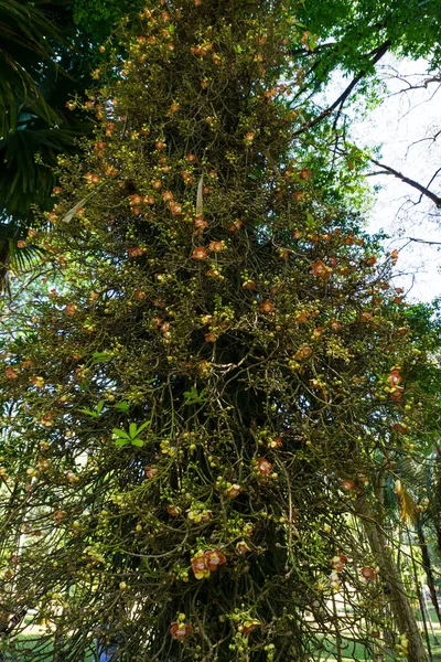 Palla Cannone Couroupita Guianensis Con Frutti — Foto Stock