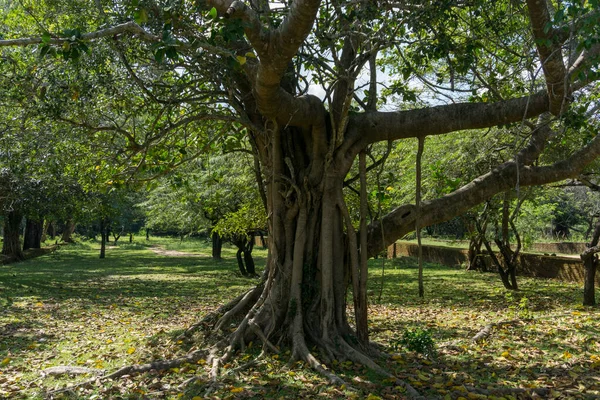 Peradeniya Kraliyet Botanik Bahçesi Sri Lanka — Stok fotoğraf