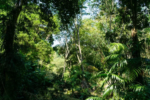 Königlicher Botanischer Garten Peradeniya Sri Lanka — Stockfoto