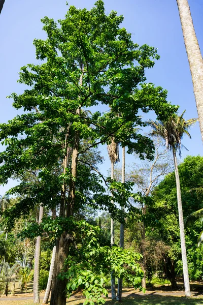 皇家植物园Peradeniya 斯里兰卡 — 图库照片