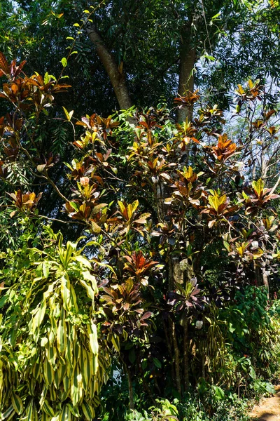 皇家植物园Peradeniya 斯里兰卡 — 图库照片