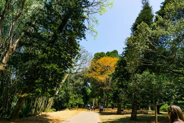 Giardino Botanico Reale Peradeniya Sri Lanka — Foto Stock