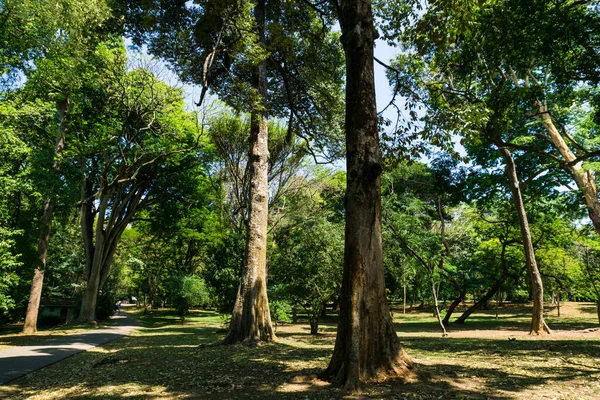 Giardino Botanico Reale Peradeniya Sri Lanka — Foto Stock