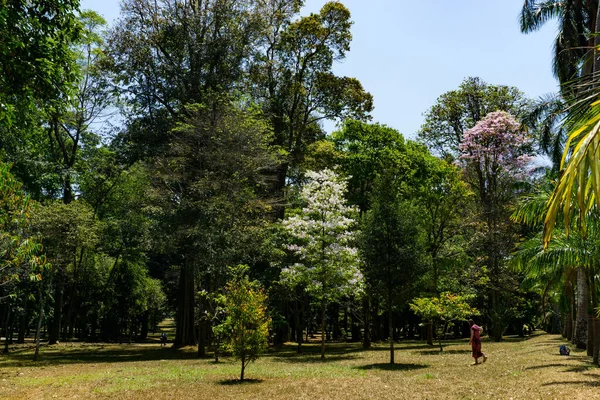 Königlicher Botanischer Garten Peradeniya Sri Lanka — Stockfoto