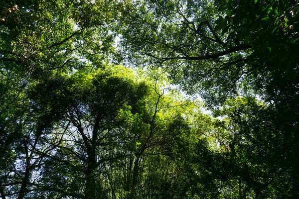 Königlicher Botanischer Garten Peradeniya Sri Lanka — Stockfoto