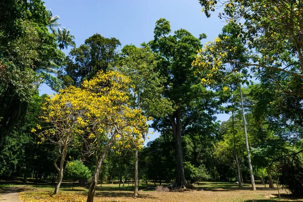 皇家植物园Peradeniya 斯里兰卡 — 图库照片