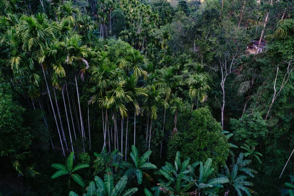 Lato Tropikalnym Lesie — Zdjęcie stockowe