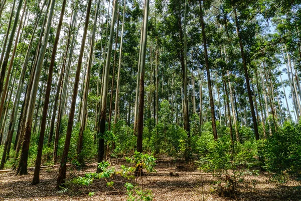 Tropikal Ormanda Okaliptüs — Stok fotoğraf