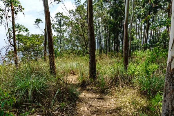 Sommer Tropischen Wald — Stockfoto