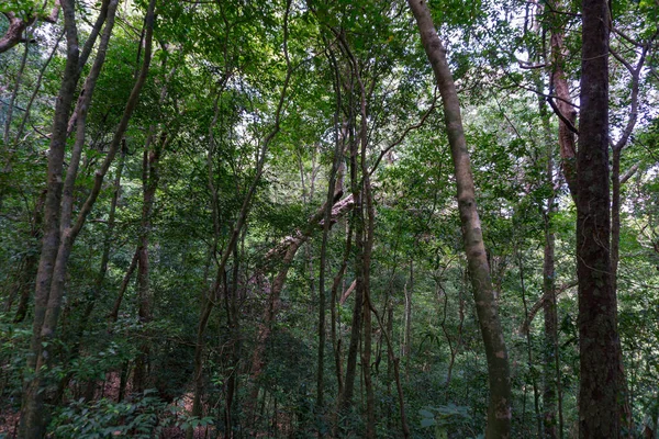 Sommer Tropischen Wald — Stockfoto